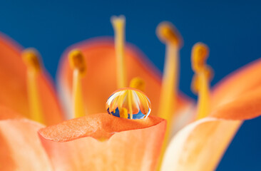 flower and rain drops - macro photography