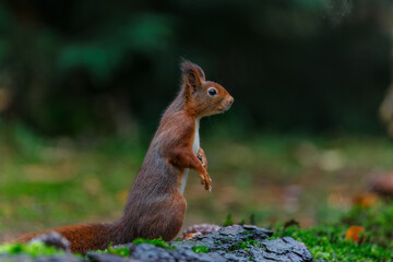 Eurasian red squirrel (Sciurus vulgaris) searching for food in the forest in the South of the Netherlands. 