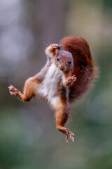 Eurasian red squirrel (Sciurus vulgaris) jumping in the forest of Noord Brabant in the Netherlands. Green background.