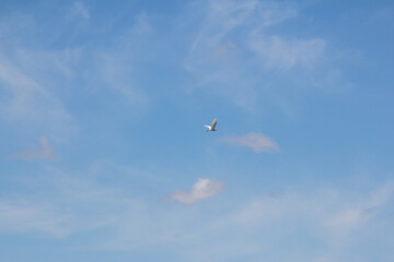 a great white egret in a blue sky with clouds