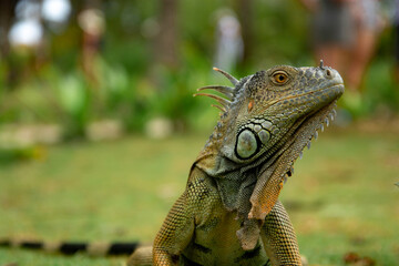 iguana on a branch