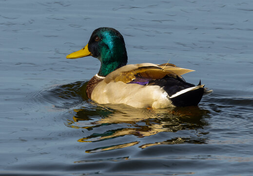 Colorful mallard duck on the lake