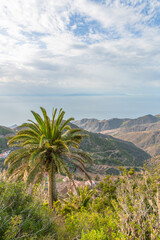 Fototapeta na wymiar Slender palm tree dominating the caribbean landscape.