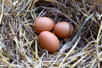 Fresh organic eggs in a straw nest