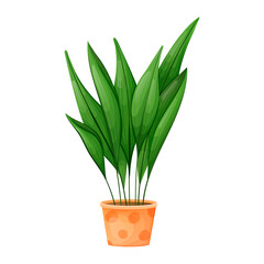 Potted house plant Aspidistra tall or cash iron.