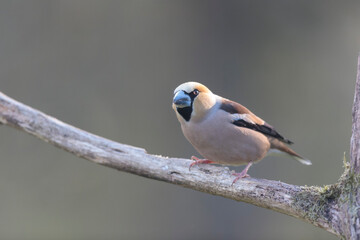 common European Hawfinch Coccothraustes coccothraustes in close view in woodland