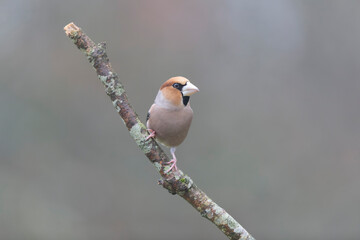 common European Hawfinch Coccothraustes coccothraustes in close view in woodland