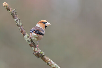 common European Hawfinch Coccothraustes coccothraustes in close view in woodland