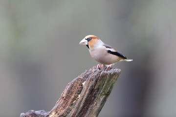 common European Hawfinch Coccothraustes coccothraustes in close view in woodland