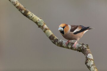 common European Hawfinch Coccothraustes coccothraustes in close view in woodland