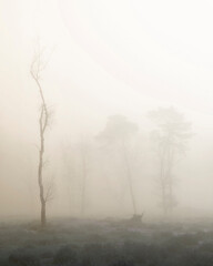 trees in mist on heath with other trees in the background