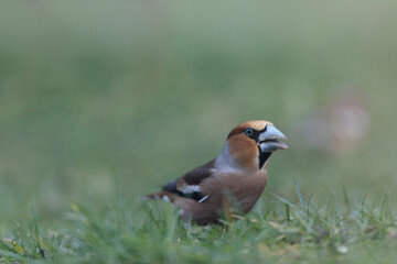 common European Hawfinch Coccothraustes coccothraustes in close view in woodland