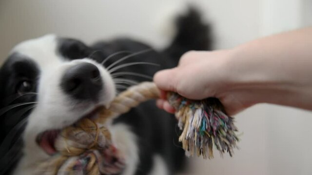 Pet activity. Funny puppy dog border collie holding colourful rope toy in mouth on white background. Owner hand playing with purebred pet dog at home. Love for pets friendship support team concept