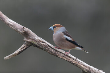 common European Hawfinch Coccothraustes coccothraustes in close view in woodland