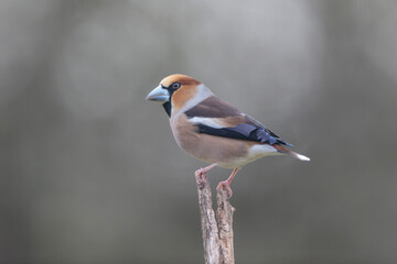 common European Hawfinch Coccothraustes coccothraustes in close view in woodland