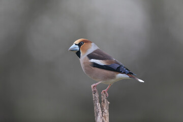 common European Hawfinch Coccothraustes coccothraustes in close view in woodland