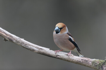 common European Hawfinch Coccothraustes coccothraustes in close view in woodland