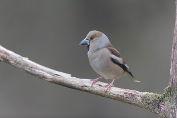 common European Hawfinch Coccothraustes coccothraustes in close view in woodland