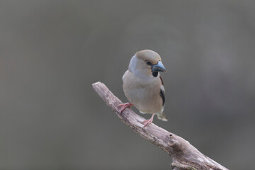 common European Hawfinch Coccothraustes coccothraustes in close view in woodland