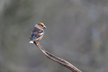 common European Hawfinch Coccothraustes coccothraustes in close view in woodland