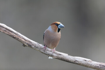 common European Hawfinch Coccothraustes coccothraustes in close view in woodland