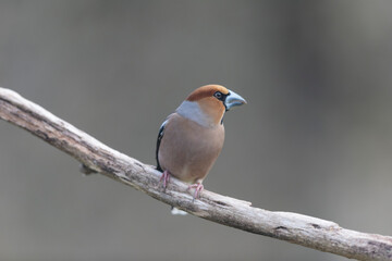 common European Hawfinch Coccothraustes coccothraustes in close view in woodland