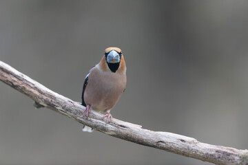 common European Hawfinch Coccothraustes coccothraustes in close view in woodland