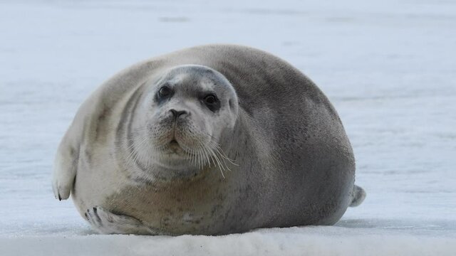 Young seal resting on an ice floe.  Close up. Front view. The bearded seal, also called the square flipper seal. Scientific name: Erignathus barbatus. Natural habitat. White sea, Russia