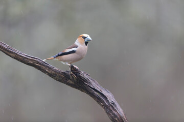 common European Hawfinch Coccothraustes coccothraustes in close view in woodland