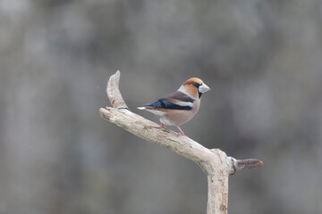 common European Hawfinch Coccothraustes coccothraustes in close view in woodland