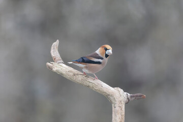 common European Hawfinch Coccothraustes coccothraustes in close view in woodland