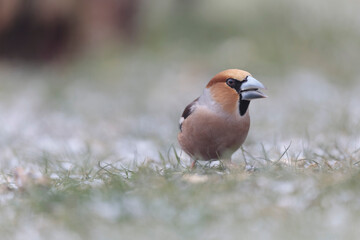 common European Hawfinch Coccothraustes coccothraustes in close view in woodland