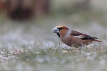 common European Hawfinch Coccothraustes coccothraustes in close view in woodland