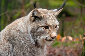 Luchs-Portrait vor herbstlichem Hintergrund. 