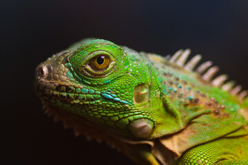 green lizard on a branch