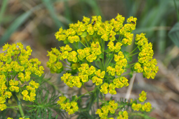 In spring, Euphorbia cyparissias blooms among herbs