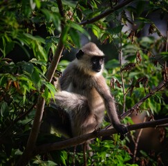 portrait of a monkey 