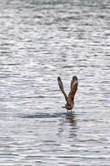 Eagle flying and fishing in Beagle Channel