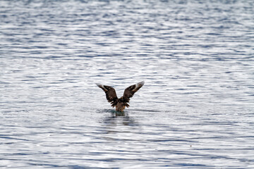 Eagle flying and fishing in Beagle Channel