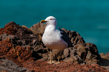 Obraz premium portrait of a bird in Madeira Portugal 