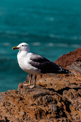 portrait of a bird in Madeira Portugal 