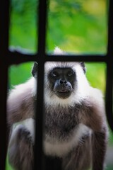 portrait of a monkey 