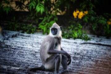 portrait of a monkey 