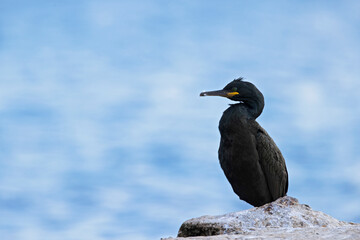 European shag(Phalacrocorax aristotelis) perched and resting.