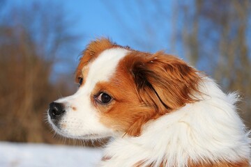 cute head portrait of a brown and white mixed dog in the snow