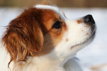cute head portrait of a brown and white mixed dog in the snow