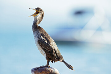 European shag(Phalacrocorax aristotelis) perched and laughing out loud.