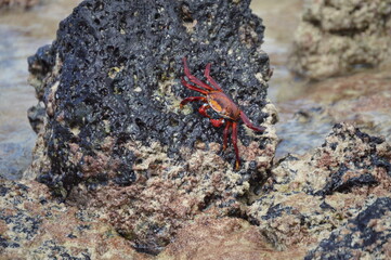 Cangrejo rojo sobre piedra, Islas Galápagos Ecuador