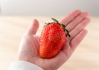 Obraz premium 手に乗せた巨大いちご 大きさ比較 サイズ比較 