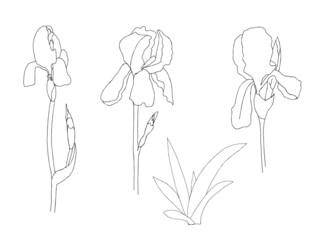 Iris flower line art, sketch.